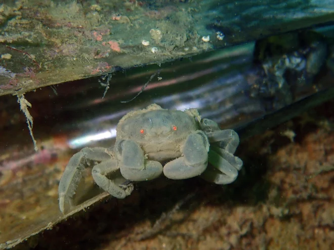 Rakovica (Pinnotheres pinnotheres) iz leščurja si težko najde drugega gostitelja, če leščur pogine. FOTO: Borut Mavrič