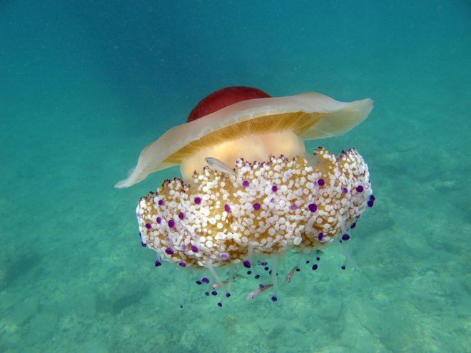 Morska cvetača je ena najbolj slikoviti meduz, z njo v njenem zavetju živijo mladi šnjurčki. FOTO: Borut Mavrič