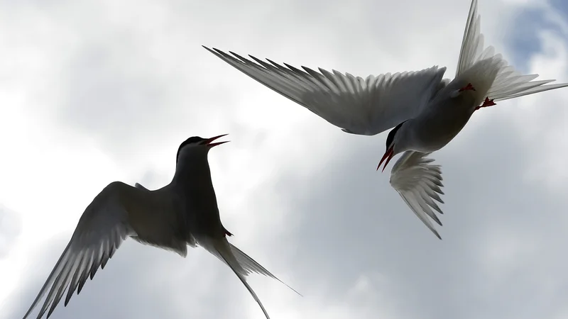 Fotografija: Kako bi lahko bilo življenje samo po sebi brez smisla, če je za polarne čigre dovolj dragoceno, da vsako leto preletijo pot od enega tečaja do drugega in nazaj? FOTO: Nigel Roddis/Reuters