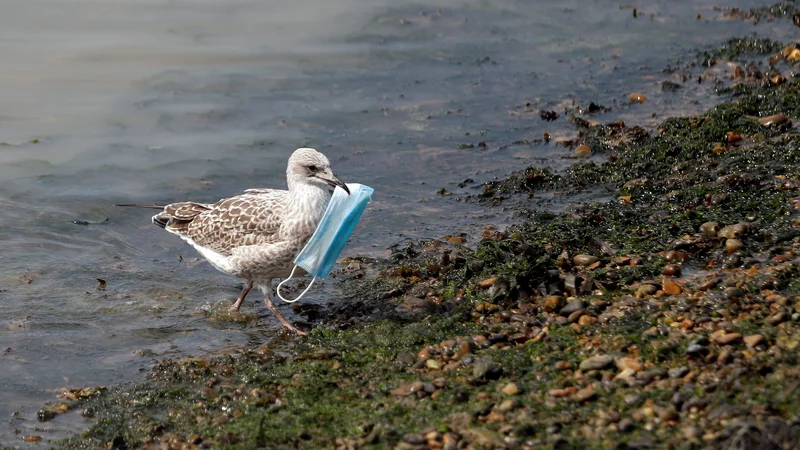 Fotografija: Galeb z masko ob Rokavskem prelivu. Foto Peter Nicholls / Reuters