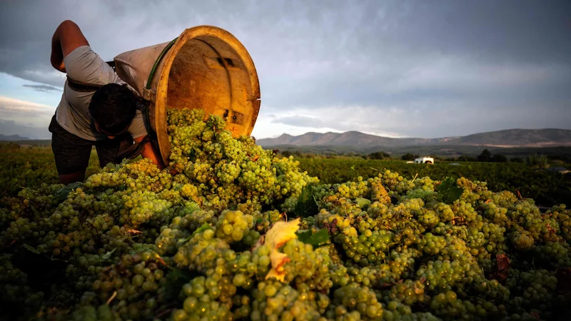 Fotografija: V vinogradu v Espira-De-L'Aglyju na jugu Francije že poteka prva letošnja trgatev. Vsako leto je v dolini Agly trta obsijana s soncem 300 dni na leto. Zaradi tega poteka na tem območju vsako leto najzgodnejša trgatev v Franciji, začenši s suhimi sortami belega grozdja. V Franciji letina poteka v povprečju 18 dni prej kot pred 40 leti", kar pa je še en v vrsti dokazov O globalneM segrevanju. FOTO. Lionel Bonaventure/Afp