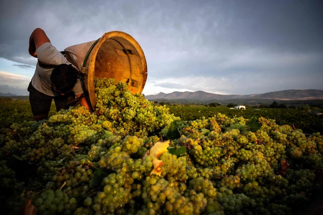 V vinogradu v Espira-De-L'Aglyju na jugu Francije že poteka prva letošnja trgatev. Vsako leto je v dolini Agly trta obsijana s soncem 300 dni na leto. Zaradi tega poteka na tem območju vsako leto najzgodnejša trgatev v Franciji, začenši s suhimi sortami belega grozdja. V Franciji letina poteka v povprečju 18 dni prej kot pred 40 leti", kar pa je še en v vrsti dokazov O globalneM segrevanju. FOTO. Lionel Bonaventure/Afp<br />
