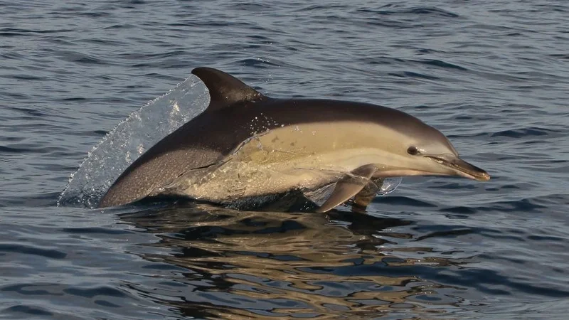 Fotografija: Navadni delfin FOTO: Tilen Genov/Morigenos