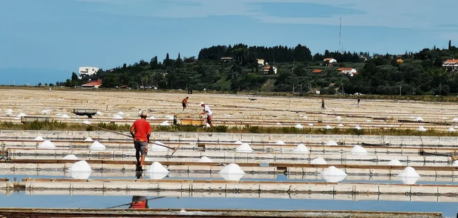 Tukaj so sol pridobivali že pred več kot 1200 leti. Severni Jadran je zaradi plitvega morja in obalne morfologije prijazen solinam. Fotografije Boris Šuligoj