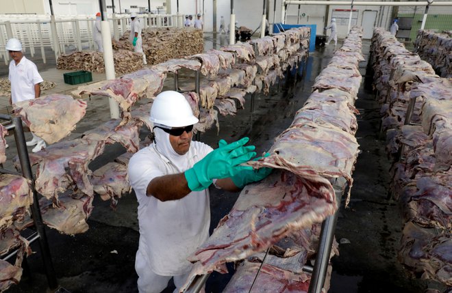 Greenpeace je brazilsko podjetje JBS obtožil, da nabavlja goveje meso od rejcev in pridelovalcev krme v Amazoniji, ki nezakonito sekajo gozdove. FOTO: Paulo Whitaker/Reuters