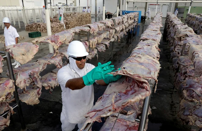 Greenpeace je brazilsko podjetje JBS obtožil, da nabavlja goveje meso od rejcev in pridelovalcev krme v Amazoniji, ki nezakonito sekajo gozdove. FOTO: Paulo Whitaker/Reuters