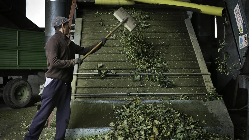 Fotografija: Na hmeljiščih je okoli 300 delavcev iz Romunije, kar je polovico manj, kot so jih hmeljarji potrebovali spomladi. FOTO: Jože Suhadolnik/Delo