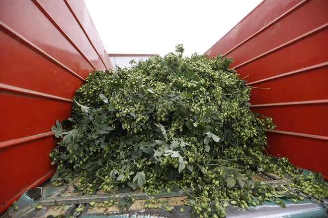 Letina bo povprečna, pridelek je krojilo vreme. FOTO: Leon Vidic/Delo