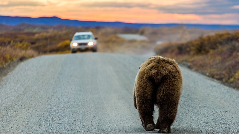 Fotografija: Agencija za okolje je izdala dovoljenje za odvzem 115 medvedov iz narave z odstrelom do konca septembra 2020. Foto Shutterstock
