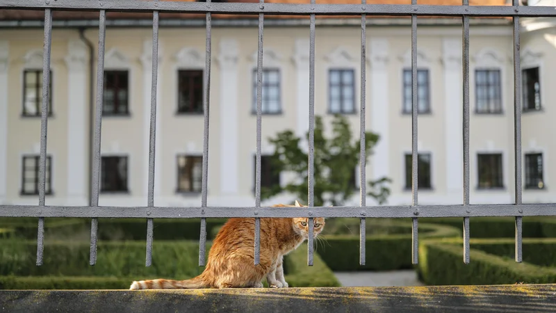 Fotografija: Vseslovenske akcije sterilizacije in kastracije brezdomnih živali po znižanih cenah tudi letos ne bo. FOTO: Uroš Hočevar