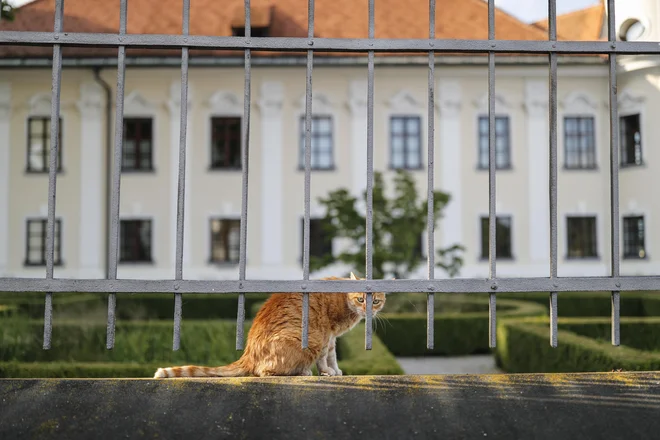 Vseslovenske akcije sterilizacije in kastracije brezdomnih živali po znižanih cenah tudi letos ne bo. FOTO: Uroš Hočevar