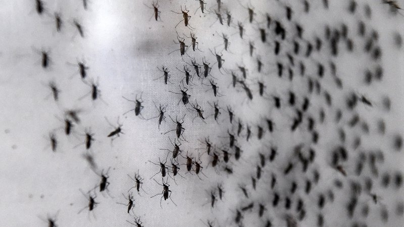 Fotografija: Če smo nekatere bolezni sčasoma pregnali, smo zaradi toplejšega podnebja in večje povezanosti s svetom nove insekte in bolezni tudi pridobili. FOTO: Roslan Rahman/AFP