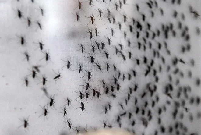 Če smo nekatere bolezni sčasoma pregnali, smo zaradi toplejšega podnebja in večje povezanosti s svetom nove insekte in bolezni tudi pridobili. FOTO: Roslan Rahman/AFP