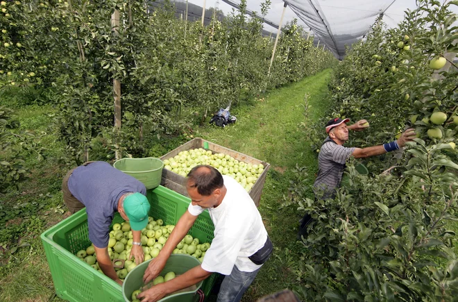 Podjetja bodo od konca avgusta potrebovala od 500 do 580 sezonskih delavcev. FOTO: Matej Družnik