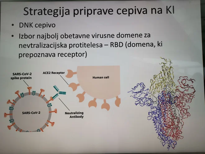 Iz predstavitve prof. dr. Romana Jerala: Prikaz učinkovanja cepiva na DNA.