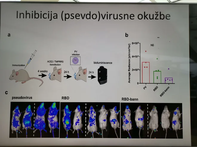 Iz predstavitve prof. dr. Romana Jerala: Preizkusi slovenskega cepiva na miškah so bili uspešni.