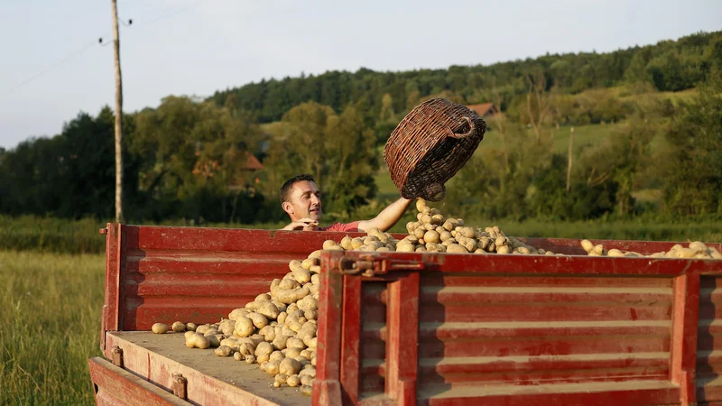 Fotografija: Viški krompirja, ki jih kmetje ne morejo prodati, so posledica nepovezanosti, pravi Patricija Pirnat, predsednica Zelenjavne verige in vodja proizvodnje v kmetijski zadrugi Agraria. FOTO: Blaž Samec/Delo