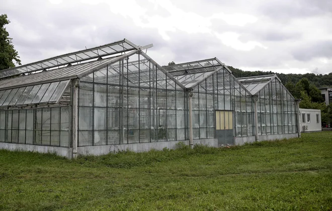 Rastlinjaki za sredozemske rastline na Večni poti bodo kmalu porušeni. FOTO: Blaž Samec/Delo