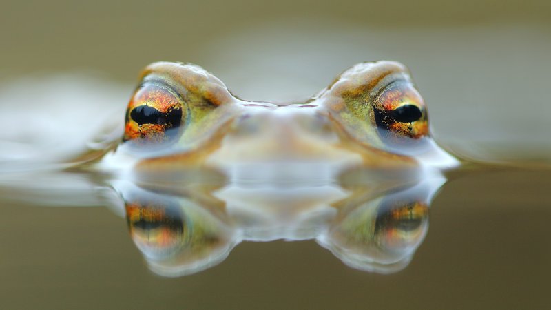 Fotografija: Krastača – po podatkih IUCN skoraj polovica vrst dvoživk izumira.
FOTO: Davorin Tome