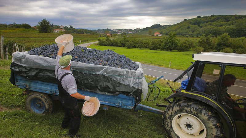 Fotografija: Padavin je bilo dovolj, zdaj si vinogradniki ­želijo suhega vremena.  FOTO: Jože Suhadolnik/Delo