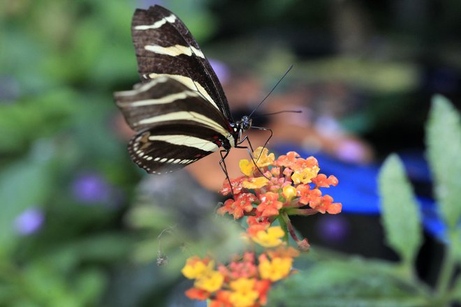 Od leta 1990 prostovoljci zbirajo tudi podatke o travniških metuljih Evrope – število je upadlo za okoli 40 odstotkov. FOTO: Leon Vidic/Delo