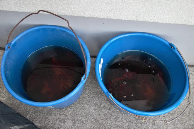 Tujerodni raki, ki izpodrivajo avtohtone vrste rakov in ustvarjajo tudi drugo neravnovesje v naravi, so bili doslej v Sloveniji zaznani v rekah Muri in Savinji. FOTO: Brane Piano