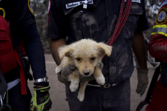 Reševalci so na varno prinesli tudi kužka. FOTO: AFP