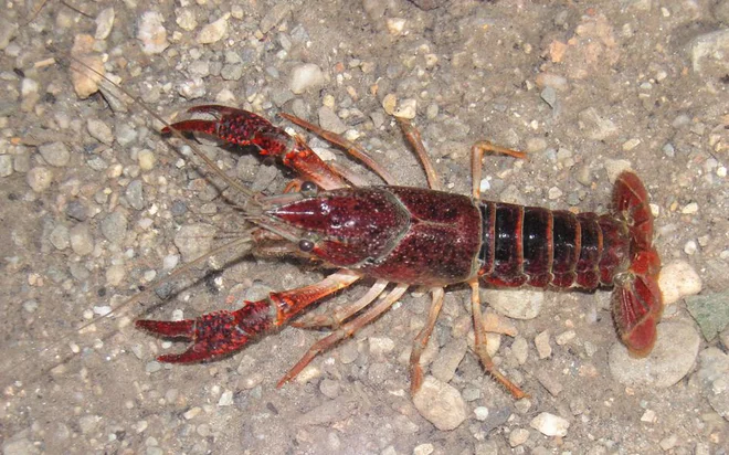 Močvirski škarjar. FOTO: Zavod Symbiosis