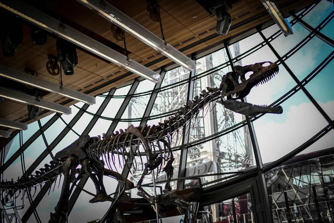 Okostje mesojedega dinozavra so razstavili na Eifflovem stolpu. FOTO: Stephane De Sakutin/AFP