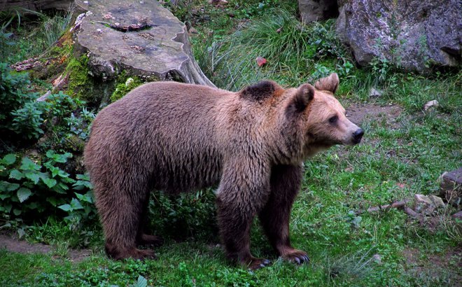 Rjavi medved v ljubljanskem ivalskem vrtu 28.septembra 2013 FOTO: Blaž Samec