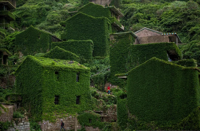 Pogled na zapuščeno in popolnoma poraščeno kitajsko vasico na otoku Shengshan. Vas Houtouwan je bila nekdaj uspešna ribiška skupnost, zdaj pa je popolnoma zapuščena.Foto Johannes Eisele Afp