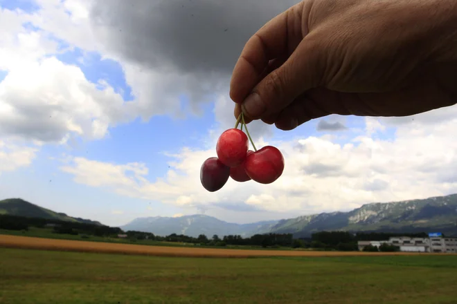 Prave češnje so vipavske.<br />
FOTO: Roman Šipić