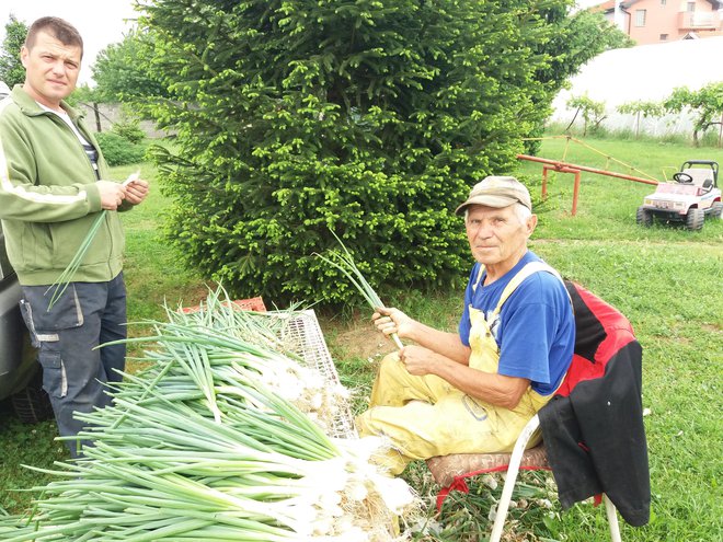 Družina v Popovcu pridela kar 70 ton zelenjave na leto. Dedek Vidoje Petrović pomaga vnuku Tomici ves dan. Foto Milena Zupanič