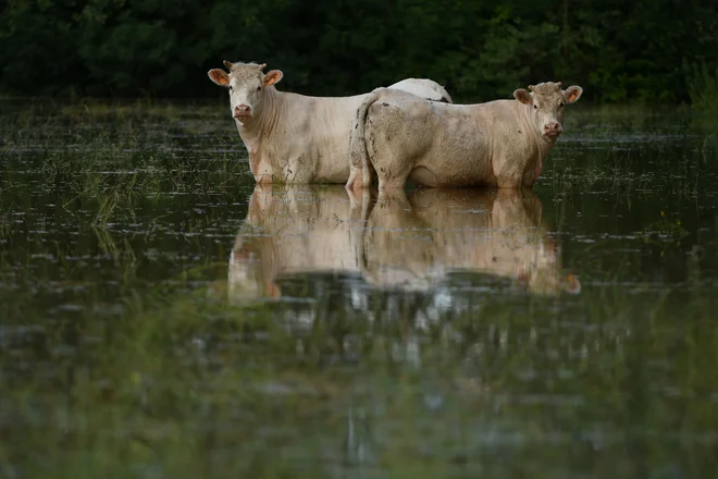 Francijo so v zadnjih dneh zajela neurja z obilnim deževjem. FOTO: Jean-francois Monier/AFP