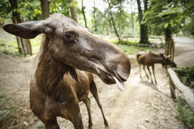 Jolie, dve leti stara samica losa, je včeraj na odprtju prenovljenega dela živalskega vrta hitro usvojila prvine poziranja. Olaf, njen prijatelj iz ograde, se je držal bolj v ozadju. FOTO: Uroš Hočevar/Delo