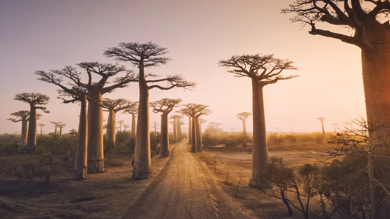 Baobabi ali kruhovci. FOTO: Shutterstock