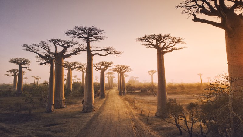 Fotografija: Baobabi ali kruhovci. FOTO: Shutterstock