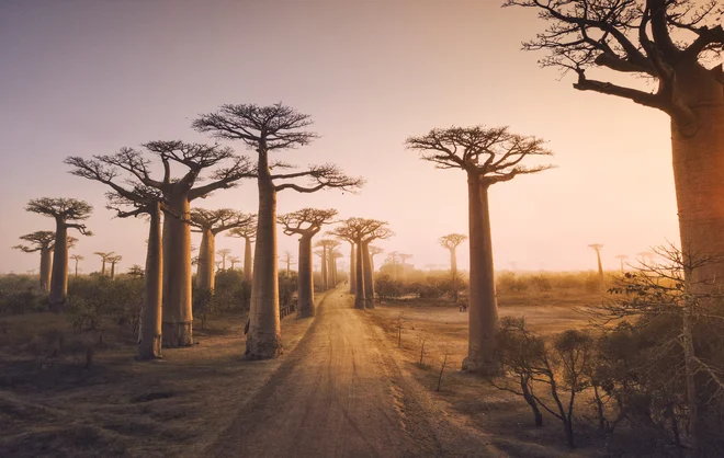 Baobabi ali kruhovci. FOTO: Shutterstock