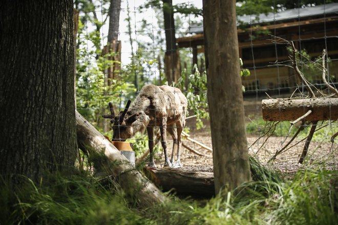 Lose so v ljubljanskem ZOO že imeli, severnih jelenov še ne. FOTO: Uroš Hočevar/Delo