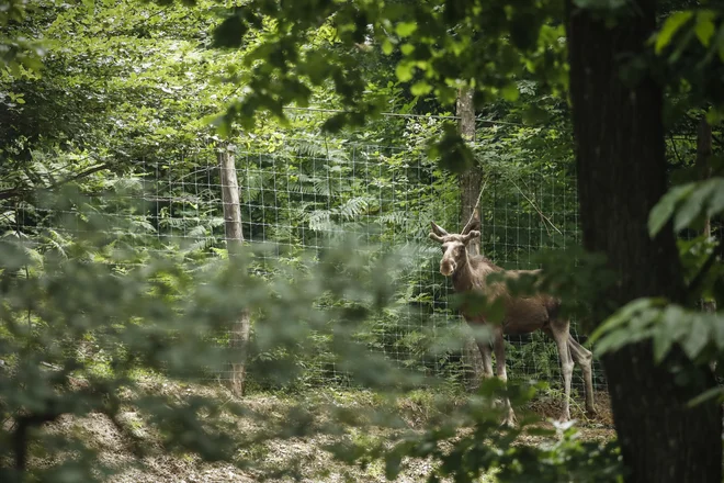 Poleti imajo najraje sveže veje, pozimi lišaje in mah. FOTO: Uroš Hočevar/Delo