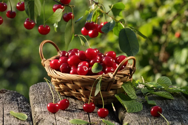 Češnje so zdrave, nabiranje pa je lahko nevarno. FOTO: Shutterstock