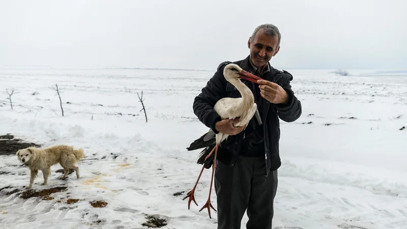 Fotografija: Bolgar Idzhabi Sali je priskočil na pomoč premraženim štorkljam