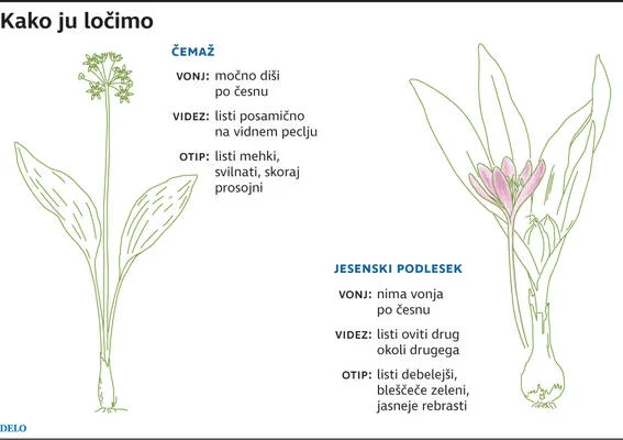 čemaž, jesenski podlesek