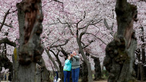 Fotografija: Sebek pod cvetočimi češnjami v Washingtonu. FOTO: Joshua Roberts/Reuters