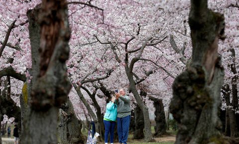 Sebek pod cvetočimi češnjami v Washingtonu. FOTO: Joshua Roberts/Reuters