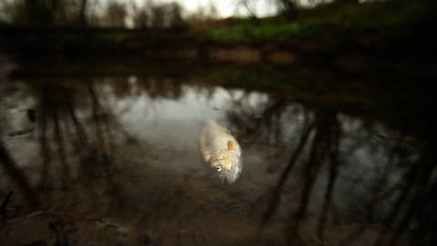 Fotografija: Onesnaženje in ponovni pogin rib v potoku Tojnica. FOTO: Jure Eržen