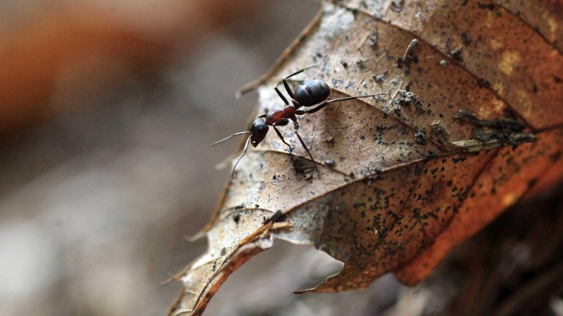 Fotografija: Vse mravlje vrste Colobopsis explodens se sicer ne morejo razstreliti. To lahko storijo zgolj male delavke, ki so neplodne. FOTO: Mavric Pivk/Delo