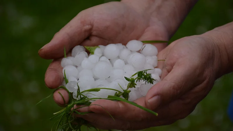 Fotografija: Poleg Goričkega in širšega območja Prekmurja je toča prizadela tudi Gornjo Radgono in okolico. FOTO: Oste Bakal/Slovenske novice