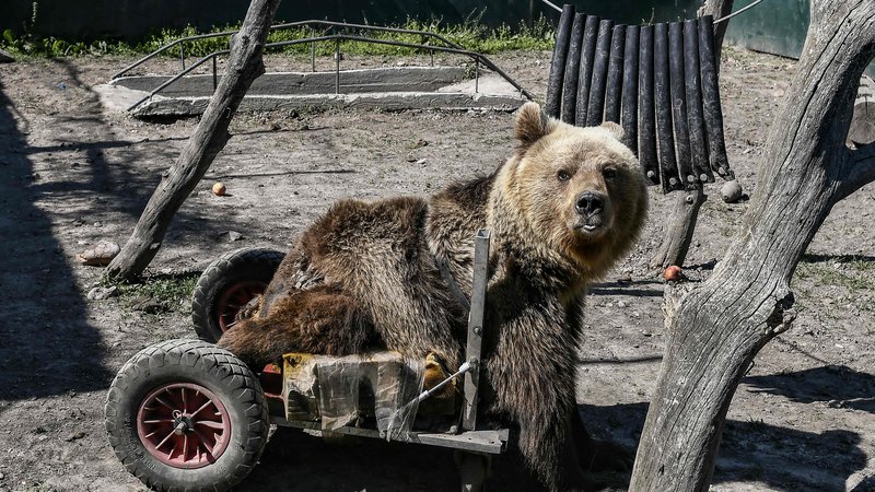 Fotografija: Triletni paralizirani medved Usko živi v zavetišču Arcturos na pobočjih gore Vitsi, približno 600 kilometrov severozahodno od Aten. Zatočišče Arcturos je namenjeno predvsem medvedom in volkovom. V zavetišču je zdaj 20 medvedov in sedem volkov, ki živijo ločeno. FOTO: Aris Messinis/AFP
