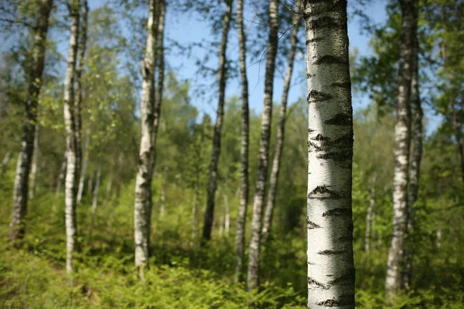 Če naš živčni sistem ostane brez narave, se začnejo kopičiti tudi telesne in duševne težave, postanemo tesnobni in raztreseni.